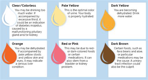 Urine Color Chart | What Color Should Your Urine Be