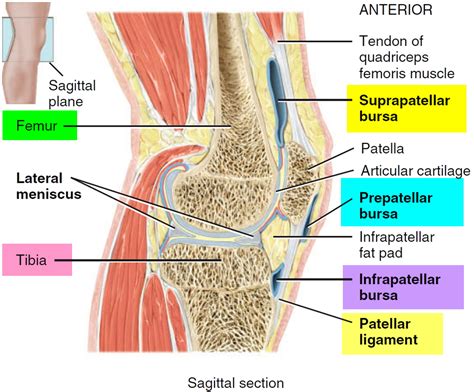 Bursitis - Hip, Trochanteric, Knee, Shoulder, Elbow - Causes & Treatment