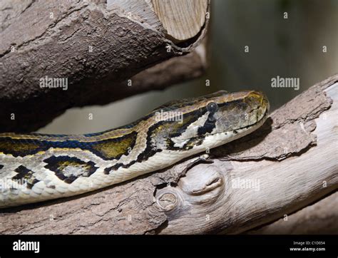 Burmese Python Python molurus bivittatus Captive Stock Photo - Alamy