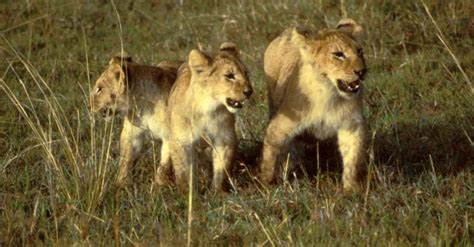 The Birth of Three New West African Lion Cubs Signifies Hope in ...