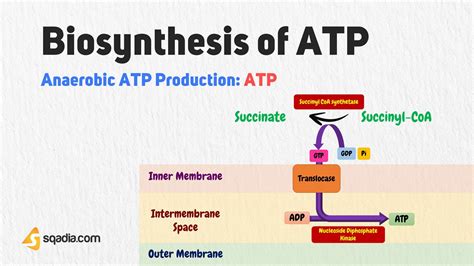 Anaerobic ATP Production: ATP