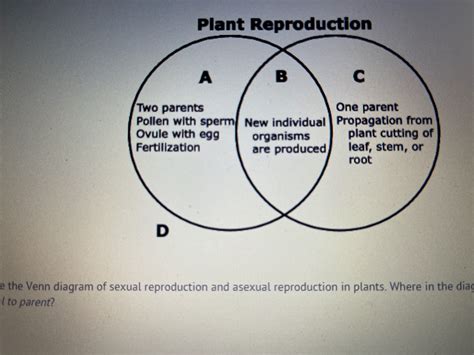 Plant Reproduction Diagram