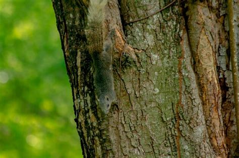 Premium Photo | Squirrels are climbing trees