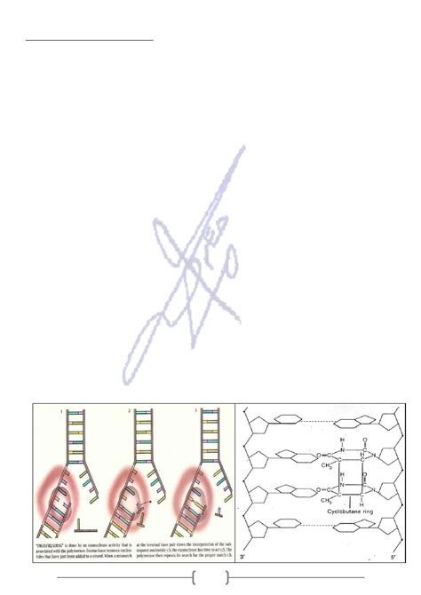 Mutation and DNA Repair pdf - Genetics - Muhadharaty