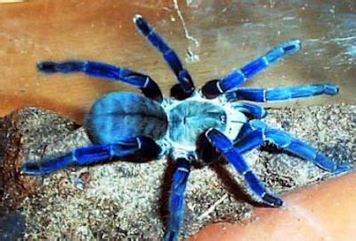 Cobalt Blue Tarantula