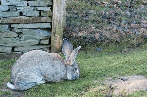 Flemish Giant Rabbit Breeds