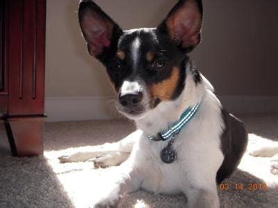 Jack Chi (Jack Russell Terrier x Chihuahua Mix) Info, Temperament, Pictures