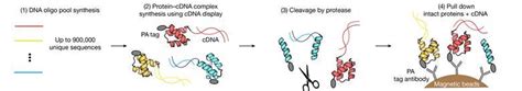 Protein folding stability set to be unravelled on a massive scale ...