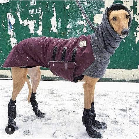 WHIPPET Winter Dog Coat Winter Coat Dog Coat Dog Clothing