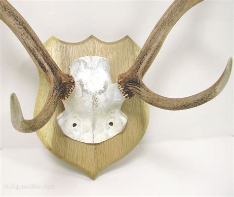 Antiques Atlas - Red Deer Antlers