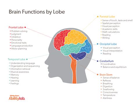 Brain Diagram And Function Printable Brain Anatomy