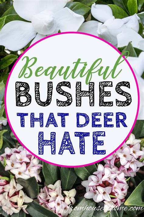 Deer Resistant Shade Plants (15 Beautiful Perennials And Shrubs That ...