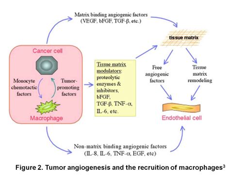 Immunoblog class 2014: Tumor Immunology