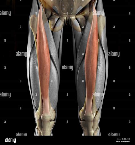 Rectus Femoris Muscle Anatomy