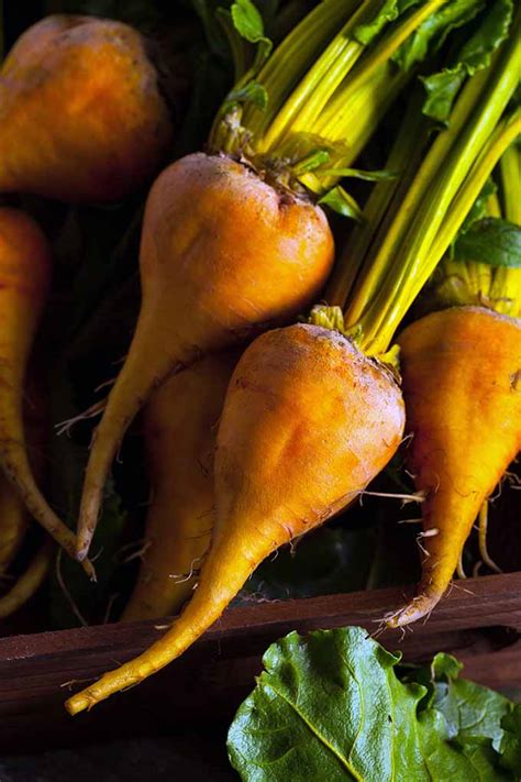 The Best Beet Varieties to Plant This Season | Gardener's Path