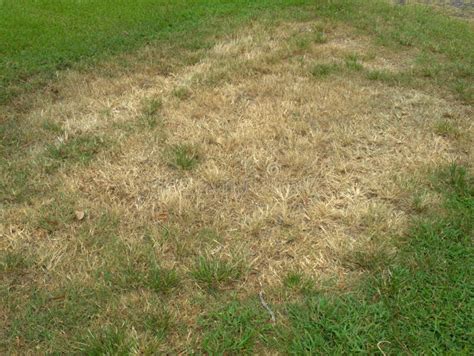 Brown Patch fungus in lawn stock photo. Image of brown - 101203330