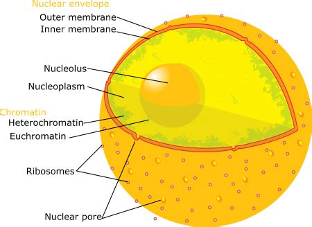 Nuclear Membrane