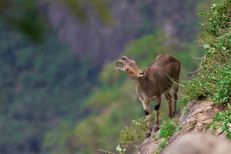 200+ Nilgiri Tahr Photos Stock Photos, Pictures & Royalty-Free Images ...