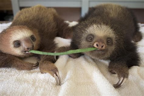 Hoffmanns Two-toed Sloth Orphans Eating Photograph by Suzi Eszterhas