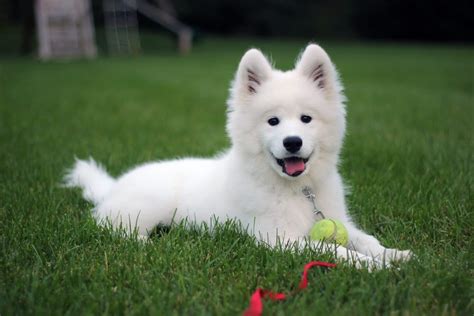 Giant Samoyed Puppies