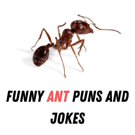 Funny Ant Puns And Jokes