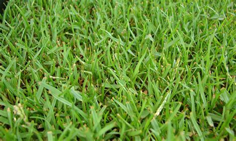 What Is Zoysia Grass? Guide to Growing Zoysia Grass & Problems