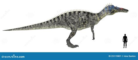 Suchomimus Size Comparison Stock Image - Image: 25119801