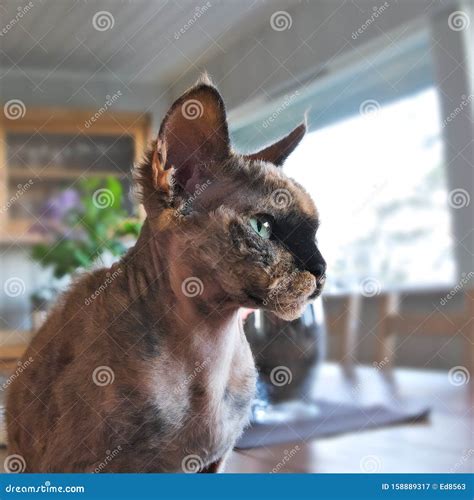 Ugly Cat Has Short Hair and Tipped Ears and a Scowl Stock Image - Image ...