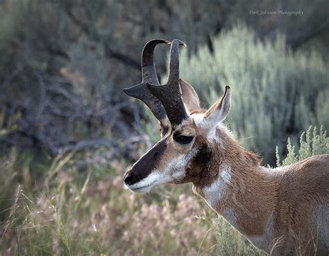 American Pronghorn Antelope Photograph by Dirk Johnson