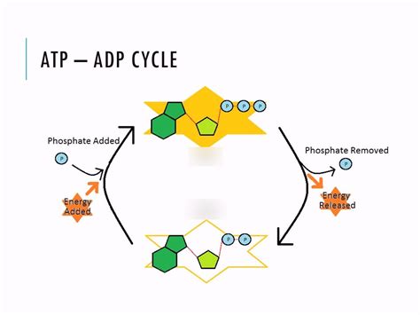 Bio Study Guide: ATP/ADP Cycle- Exam 2 Diagram | Quizlet