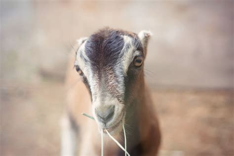 Goat Breeds — Puget Sound Goat Rescue