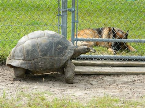 Aldabra tortoise | Russian tortoise, Tortoises, Tortoise turtle