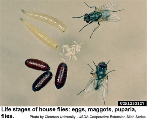 House Fly Larvae In Skin