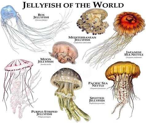 jellyfish of the world poster