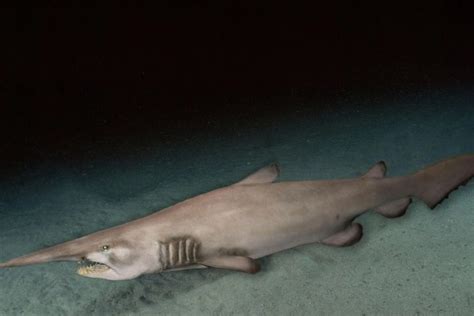 Goblin Shark Bite: Assessing The Rarity And Impact On Humans – Ocean ...