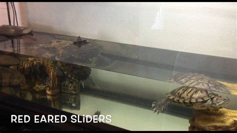 Red Eared Slider Age Chart