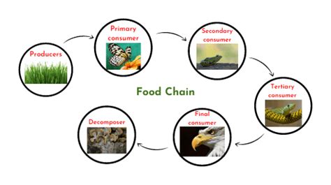 Food chain in ecosystem - sciencequery.com