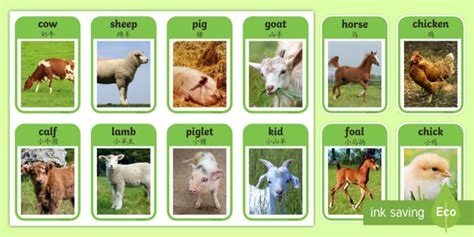 FREE! - Farm Animal Flashcards (teacher made)