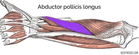 Abductor Pollicis Longus Cadaver