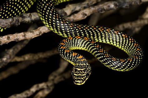 Paradise Flying Snake Facts and Pictures | Reptile Fact