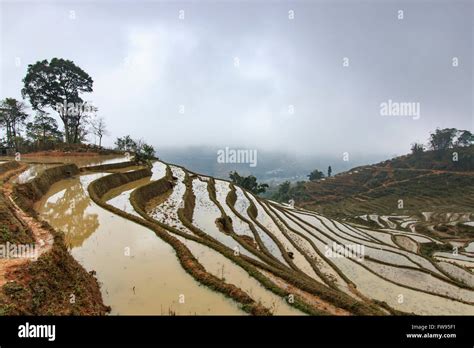 Rice terraces of Sapa, Vietnam Stock Photo - Alamy