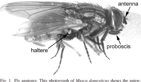 House Fly Anatomy - Anatomical Charts & Posters