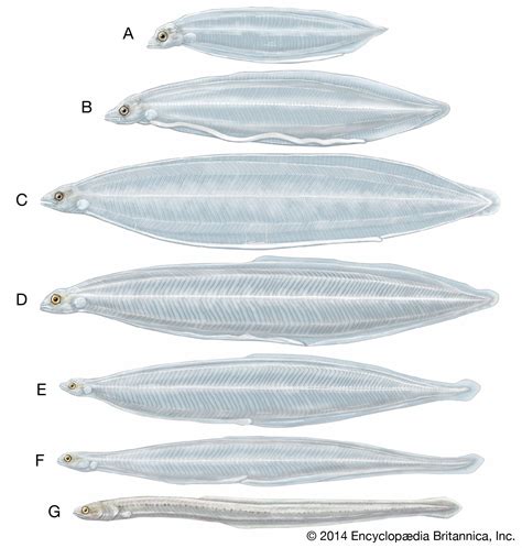 Eel | Description, Types, & Facts | Britannica