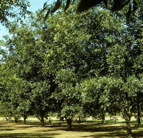 PECAN | HOUSTON | Verdant Tree Farm and Landscape