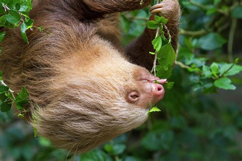 Hoffmanns Two-toed Sloth Eating Leaves Photograph by Ivan Kuzmin | Fine ...