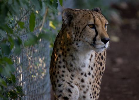 Calico's Whimsy: Denver Zoo Animals!