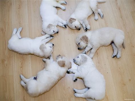 Imagenes de Perritos: Perritos bebés durmiendo