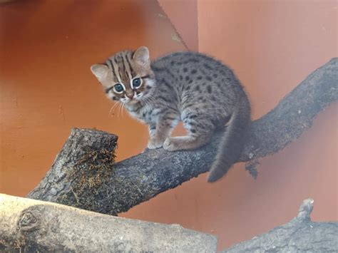 UK Animal Sanctuary Welcomes ‘World’s Smallest Feline’ Rusty-Spotted ...