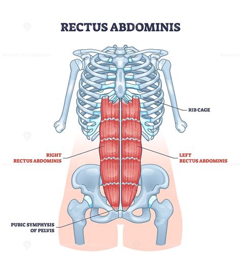 Rectus abdominis or abdominal abs muscular system anatomy outline ...