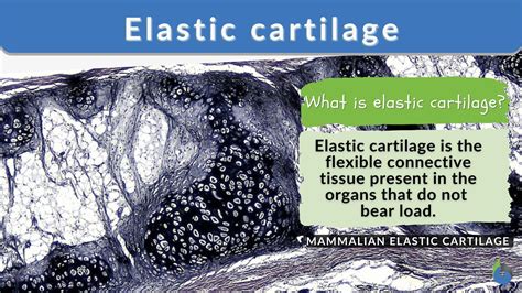 Elastic cartilage - Definition and Examples - Biology Online Dictionary